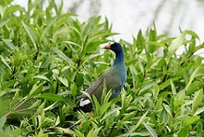 PATO   ¡SALVEMOS LA VIDA!